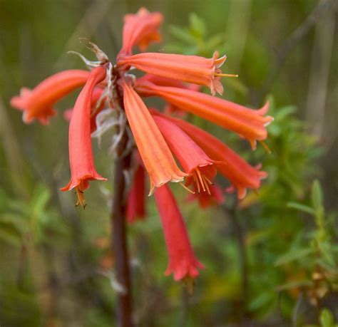 Simien Mountains Wildflower, Ethiopia Ethiopia People, Wild Flowers ...