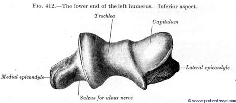 Ulnar Groove - Prohealthsys