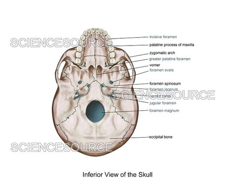 Labeled Skull foramen, Inferior View | Stock Image - Science Source Images