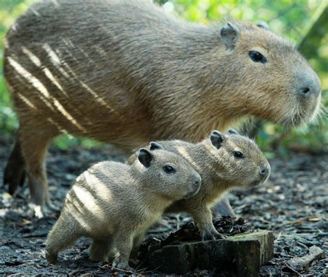 Belfast Zoo Welcomes Baby Capybaras | Baby Zoo Animals | Live Science