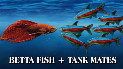 How To Introduce Your Betta Fish to Other Fish / Tank Mates - YouTube