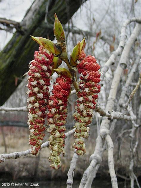 Populus deltoides (Plains Cottonwood): Minnesota Wildflowers