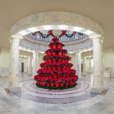 National Poinsettia Day - Poinsettia Colors, Symbolism, Facts & more!