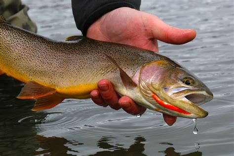 Partners improve habitat for Yellowstone cutthroat trout in Bighorns