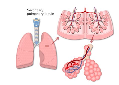 Lung alveoli: anatomy and labeled diagram | GetBodySmart