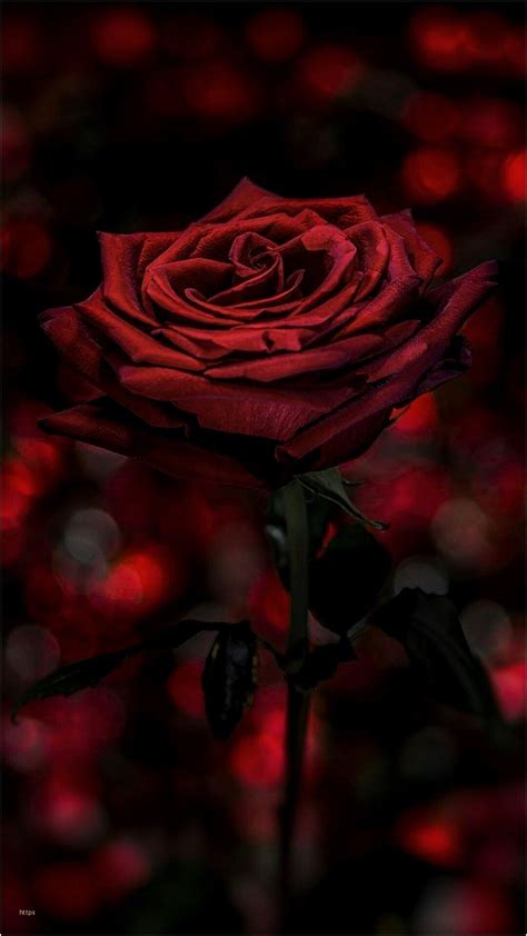 Gothic Rose Wallpapers - Wallpaper Cave