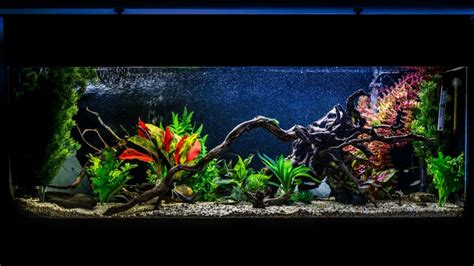 Ultimate 55 Gallon Aquarium Setup Guide - Fishxperts