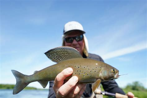 Arctic Grayling Fishing with Angler's Alibi - ANGLER'S ALIBI