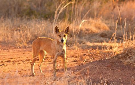 Inside Australia's War on Invasive Species - Scientific American