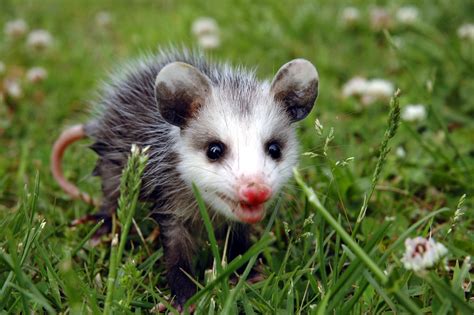 Opossum Fun Facts! – the Torch