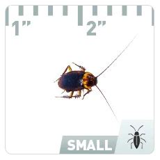 Brown Banded Cockroach | Pest Identification | Combat Bugs