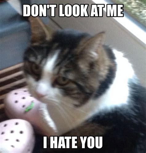 My cat hates me. | Funny animals, Funny, Funny pictures