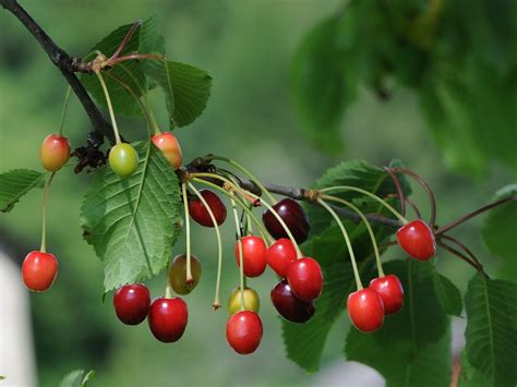 Sour cherry Facts, Health Benefits and Nutritional Value