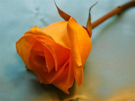 Orange Roses Wallpapers - Wallpaper Cave