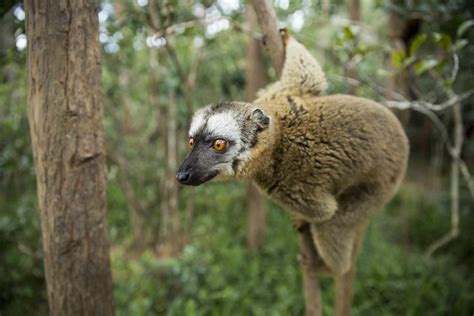 10 Weirdly Wonderful Lemur Species