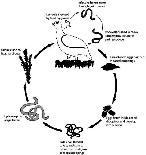 Pinworm Life Cycle