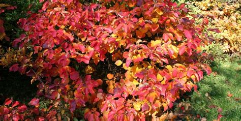 Fothergilla — An Outstanding Choice for Fall Color | Piedmont Master ...