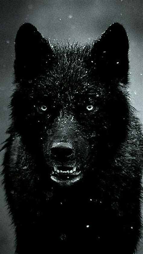 Cool Black Wolf iPhone Wallpapers - Top Free Cool Black Wolf iPhone ...