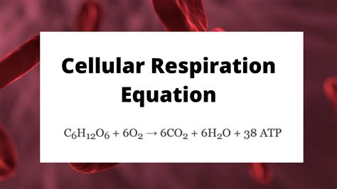 Cellular Respiration Equation