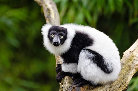 Black and white Ruffed Lemur | Mathias Appel | Flickr