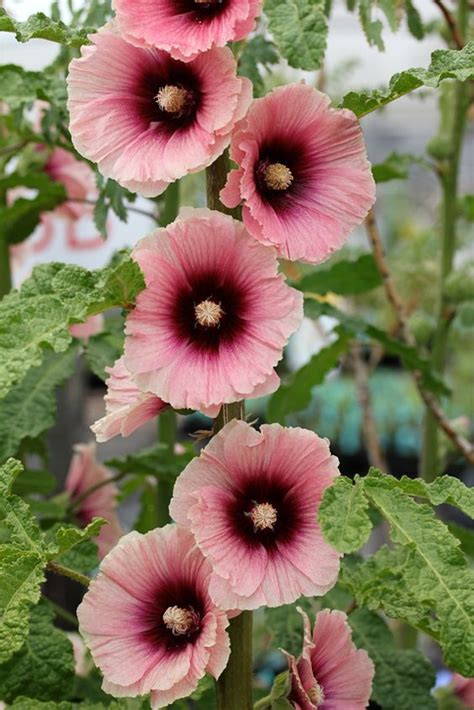 Alcea Rosea: Benefits, growth, and care tips