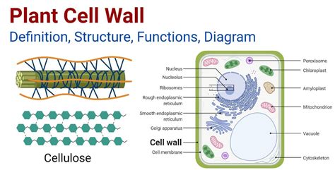 Plant Cell Wall: Structure, Functions, Diagram