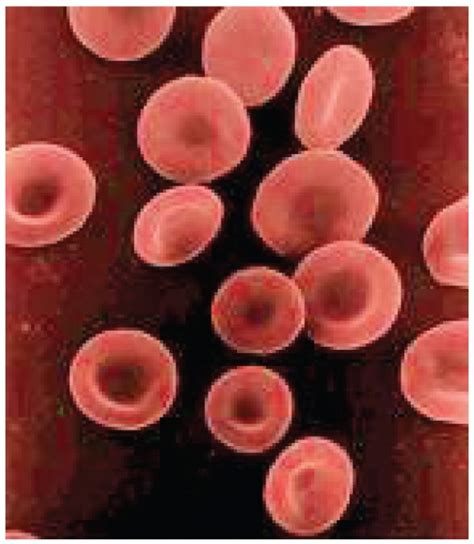 Erythrocytes | Anatomy and Physiology II