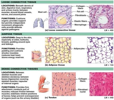 Connective Tissue List | Loose connective tissue, Human anatomy and ...