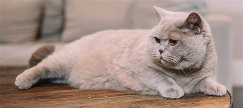 British Shorthair Personality: Characteristics & Temperament