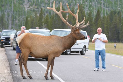 Elk, Cervus canadensis photo, Yellowstone National Park, Wyoming