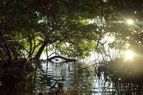 Florida Mangrove Swamp on a spontaneous bike ride of the Overseas ...