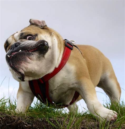 English Bulldog | Bulldog, English bulldog funny, British bulldog