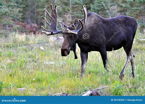 Bull Moose with Huge Antlers in Wyoming Stock Image - Image of american ...