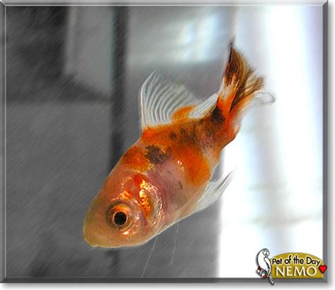 Nemo - Goldfish - July 31, 2009