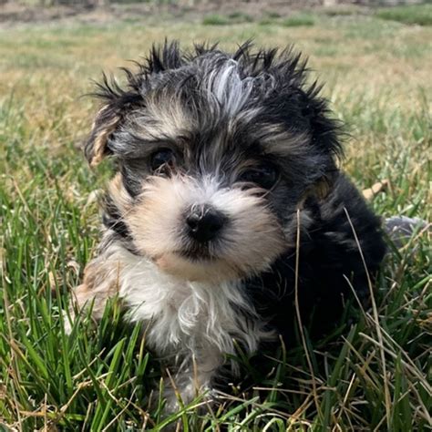 Breeders With Morkie Puppies For Sale In Texas