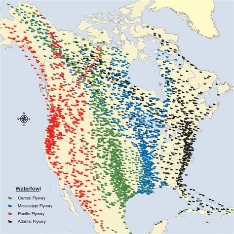 Migratory bird flyways in North America. | FWS.gov