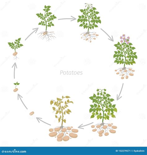 Potato Growth Stages. Vector Illustration Growing Plants. Solanum ...