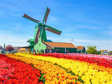 Holland Tulip Fields Cycling Tours | Freedom Treks