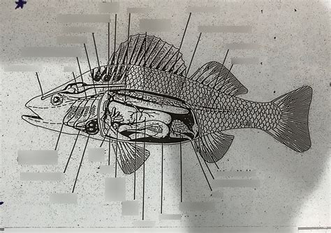 Perch Internal Anatomy