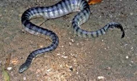 Beaked Sea Snake Information and Picture | Sea Animals