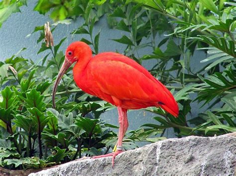 Scarlet Ibis Facts, Description, Habitat, Adaptations, Pictures