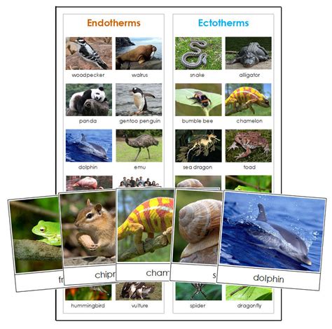 Animals: Endothermic or Ectothermic? - Montessori Print Shop