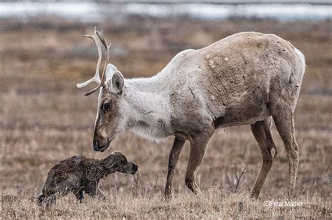 Arctic Wildlife Refuge – United States – Sacred Land