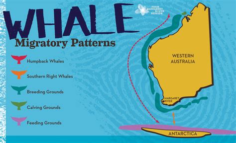 whale-migration-map-western-australia | Langports