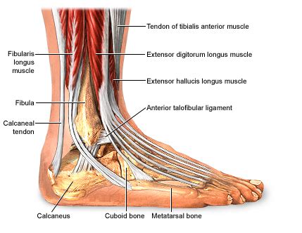 Inversion Ankle Sprains | Mind To Muscle