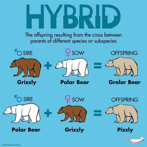 Grizzly Polar Bear Hybrid