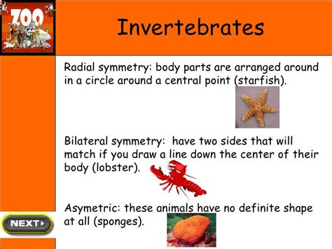 Vertebrates and Invertebrates