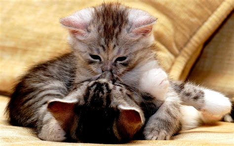 Tender Kiss wallpaper | animals | Wallpaper Better