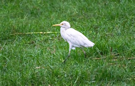 Bird Heron White - Free photo on Pixabay - Pixabay