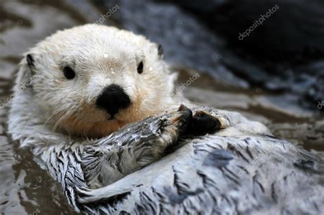 White sea otter Stock Photo by ©neelsky 37760179